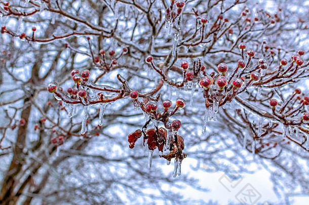 冬季场景描绘了覆盖在冰上的红色浆果树枝