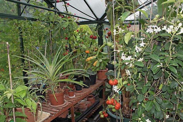 英国温室里的菠萝、香蕉、西红柿和辣椒