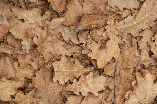 自然背景棕色（的）干橡木叶子秋天模式