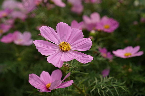 美丽的粉色花在香港维多利亚公园香港<strong>花卉</strong>展2019拍摄