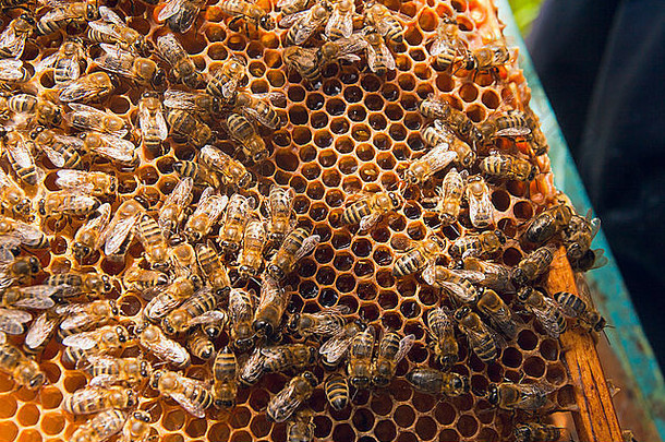 蜂蜜蜂巢上工作蜜蜂的特写镜头。蜂蜜是养蜂的健康产品。采自澳大利亚的蜜蜂蜜