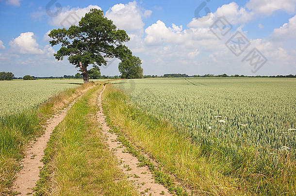 仲夏的<strong>英国风景</strong>，在多云的天空下，农场的小路穿过麦田和橡树