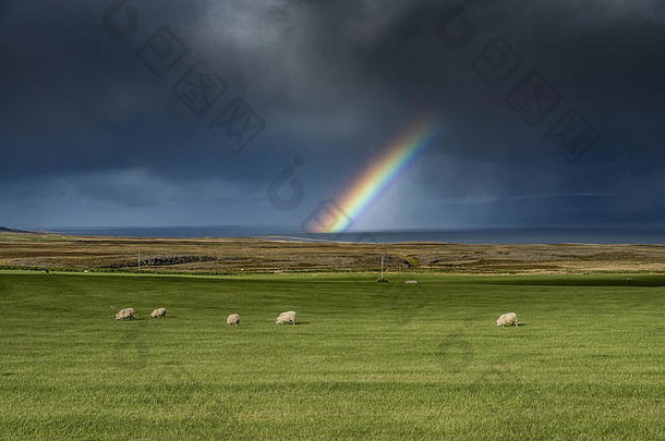 冰岛一片有羊的田野上的彩虹