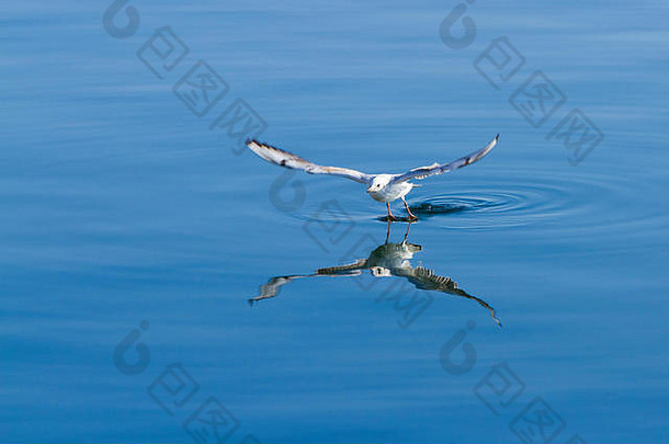 照片<strong>海鸥</strong>港口阿吉拉斯穆尔西亚