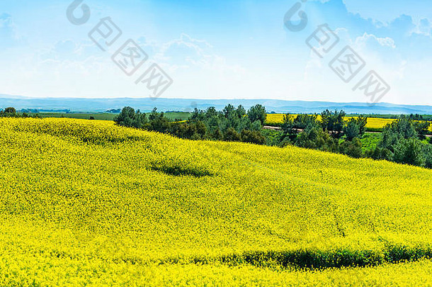 春天的景色，农田里有黄色的油菜