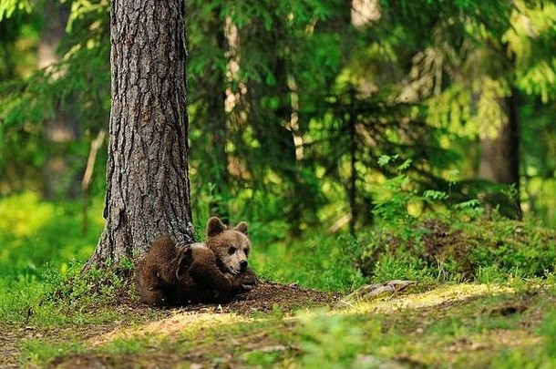 躺在森林里的棕熊幼崽