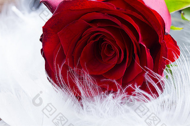 天鹅绒上的红玫瑰