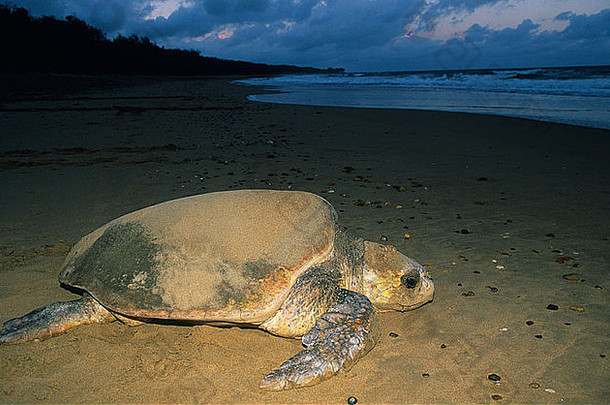 棱皮龟乌龟海滩