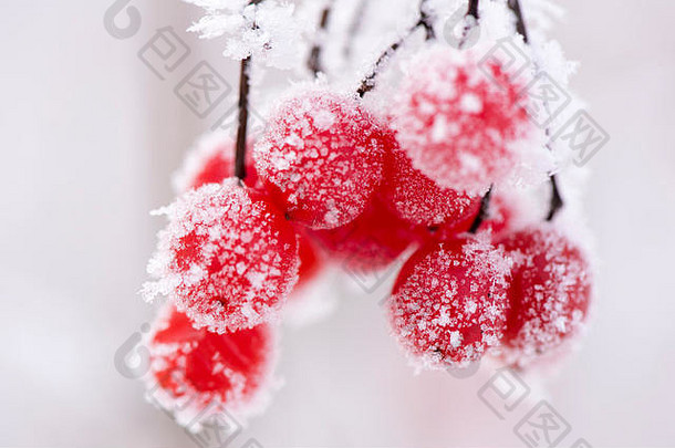 在非常寒冷的冬天，有霜冻和冰的红莓