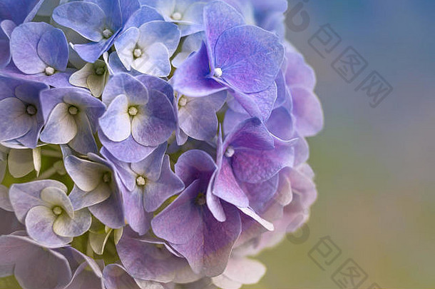 自然背景下蓝色绣球花的特写镜头。让你的心充满春天的喜悦