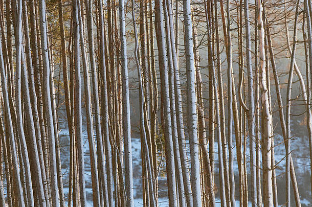 松树冬天雪抱住一边树干突出显示晚些时候下午阳光