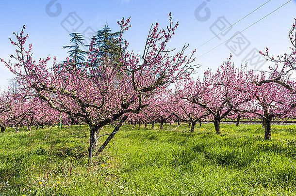 到来春天开花桃子花朵树种植行传统的农业树治疗宽范围杀真菌剂