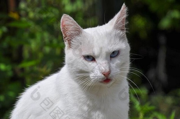 一只伸出舌头的白猫的肖像。