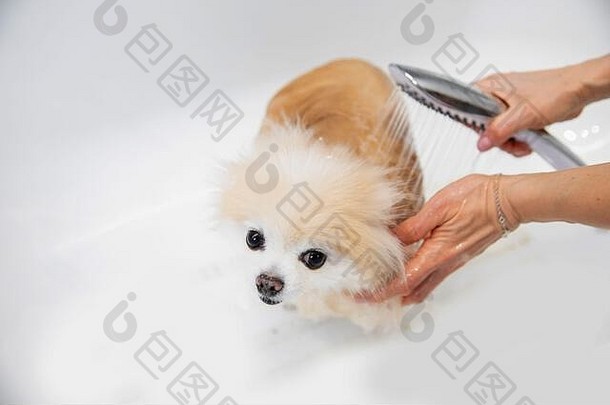 专业美容师在白色浴盆中清洗毛发狗用洗发水微笑波美拉尼亚斯皮茨