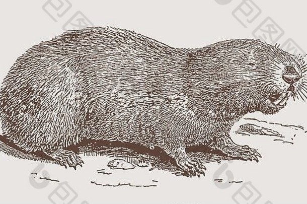 角沙丘鼹鼠（bathyergus suillus）侧视图，显示其牙齿。19世纪雕刻后的插图