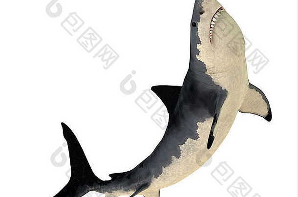 巨齿鲨是一种已灭绝的鲨鱼，生长到18米或59英尺，生活在新生代。