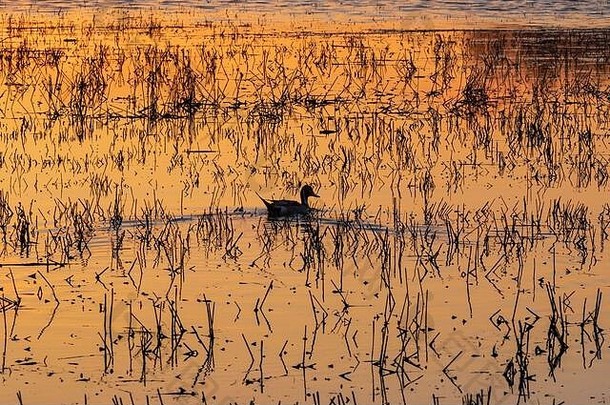 孤零零的细尾鸭在黄昏中游泳
