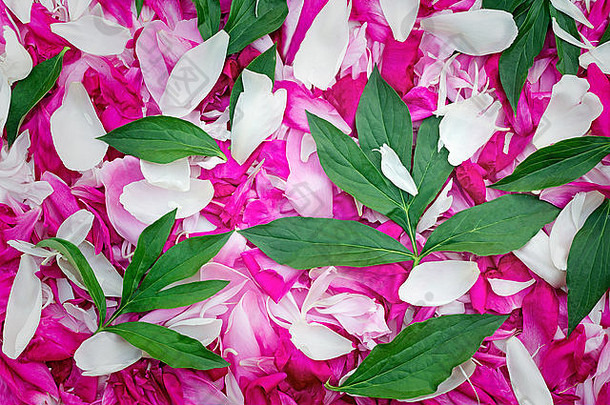 大量柔和的白色和亮粉色牡丹花瓣、叶子和牡丹花。背景图像