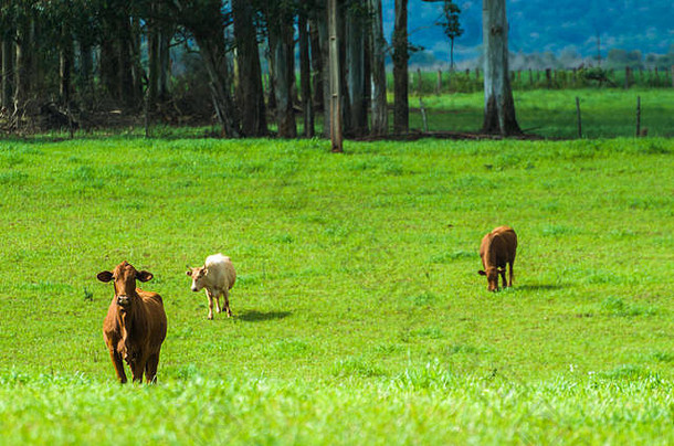 巴西绿地上的肉牛