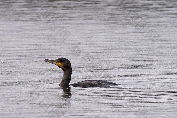 一只鸬鹚（PhalacrocaraxCarbo）在大曼彻斯特奥德姆的戴西诺克犯罪湖的雨中游泳