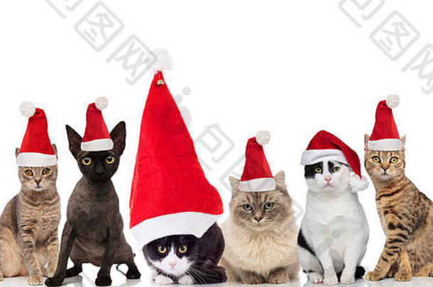 可爱的六只圣诞猫，坐在白色背景上，站在那里