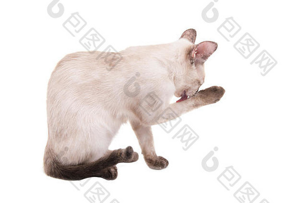 一只托蒂角暹罗小猫在白色地板上舔爪子的侧视图