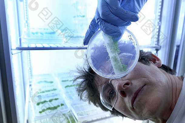 科学家在生物研究实验室用皮氏培养皿培养植物