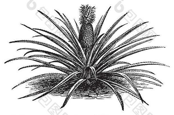 菠萝、意大利菠萝或意大利菠萝老古董雕刻。带茎的完整菠萝植物，载体。