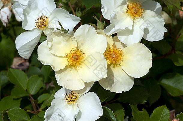 英国玫瑰kewkew花园