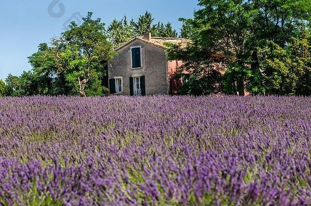 法国瓦伦索尔高原——2019年7月9日：薰衣草田中美丽的乡村别墅。2019年7月9日，法国。高原山谷