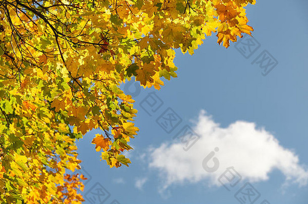 德国十月一个阳光明媚的秋日，一片白云映衬着晴朗的天空，背景是秋天美丽的枫叶
