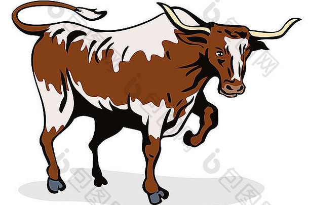 一头狂怒的公牛在孤立的白色背景上冲锋攻击的插图
