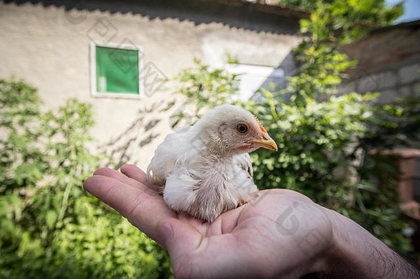 年轻的鸡被称为小鸡普桑站手农民农村农场环境图片小鸡年轻的鸡