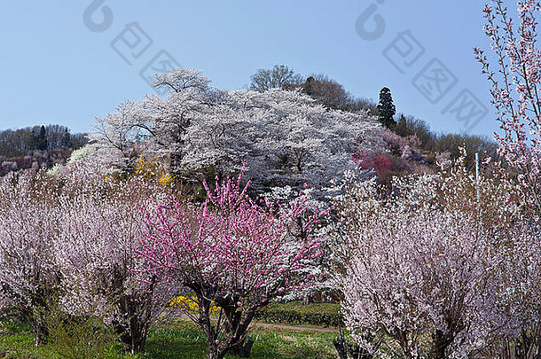 <strong>日</strong>本福岛县福岛花山公园的樱花
