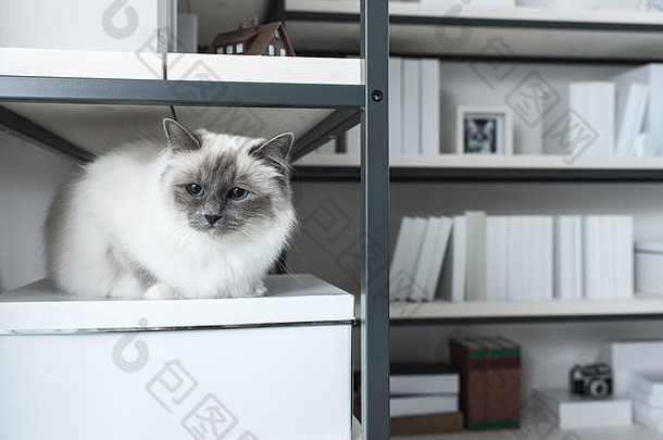 美丽可爱的猫在家里探索架子，坐在架子上四处张望