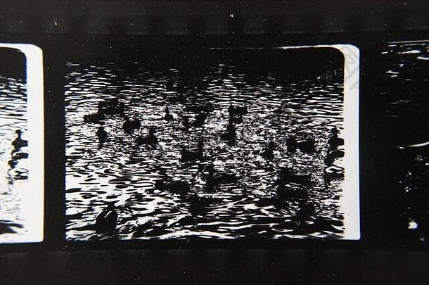 精美的70年代复古隐形印花黑白极端照片，拍摄一群鸭子在池塘周围游泳。
