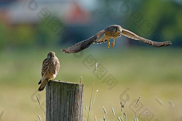 两只幼年红隼（Falco Tinnuculus）站在一根柱子上，其中一只刚刚离开，背景是一只绿色的长尾隼