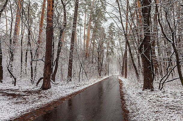 冬天森林树覆盖雪