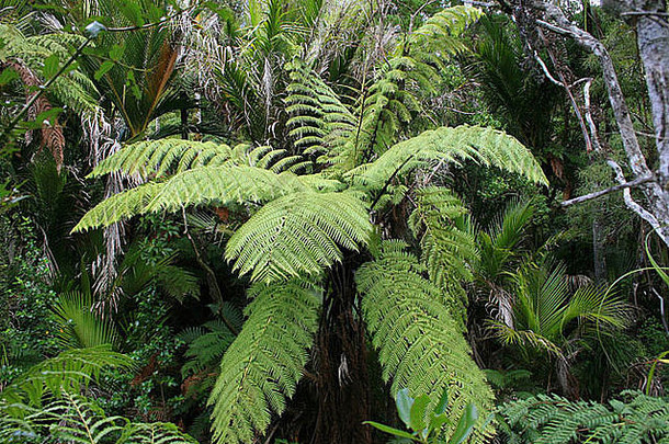 新西兰树蕨类植物<strong>我妈妈</strong>cyathea质