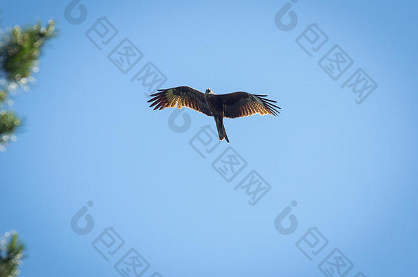 黑色的风筝，<strong>展翅飞翔</strong>在蓝天之上的松树顶上的树枝上