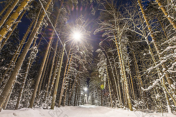 冬天，森林、道路和树木被雪覆盖。夜景，沿路路灯。