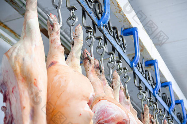 肉类工厂。挂在钩子上的猪肉。屠夫车间里的猪肉尸体。猪肉的工业。屠夫