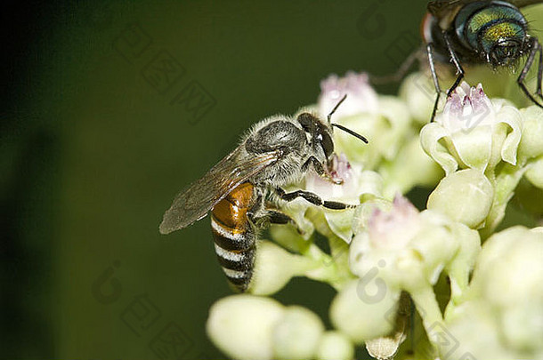 蜜蜂喂养位置阿雷牛奶殖民地马哈拉施特拉邦