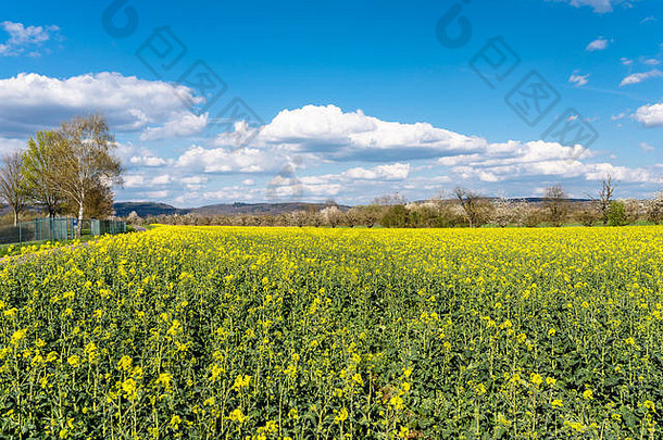 成熟油菜籽场西方德国背景蓝色的天空白色云