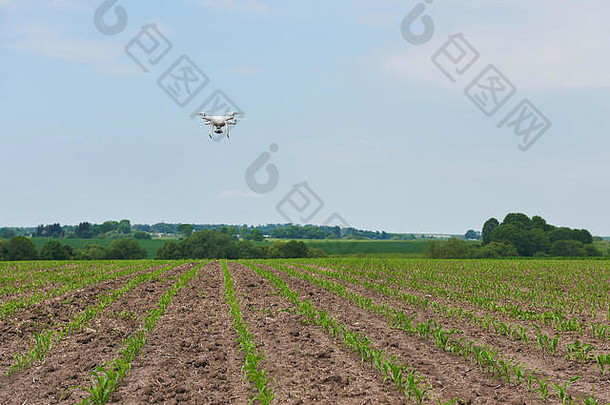 无人机四直升飞机高决议数字相机绿色玉米场