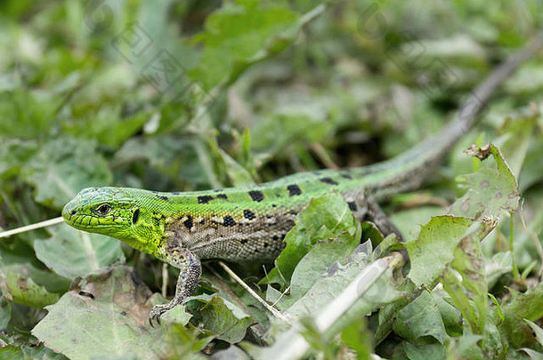 绿色蜥蜴（敏捷蜥蜴）坐在花园<strong>的</strong>草地上