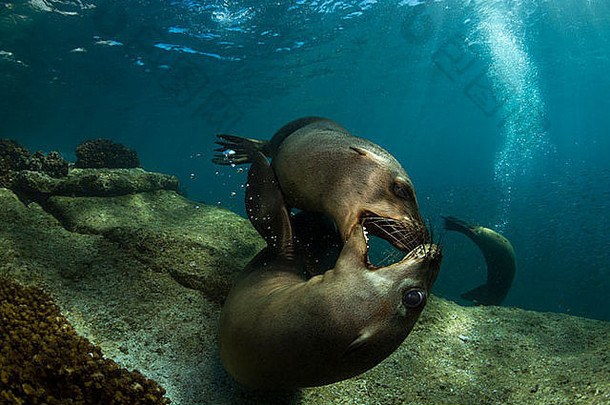 一对嬉戏的海狮——墨西哥拉巴斯洛斯岛