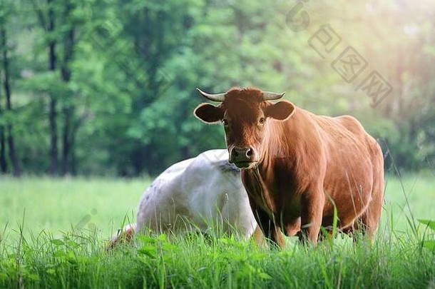 棕色的奶牛在草地上吃草，直视着眼睛