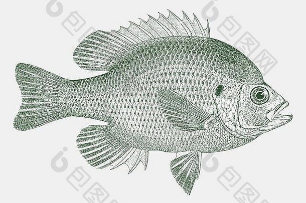侧视图中的斑点太阳鱼lepomis punctatus，一种来自美国东南部的淡水鱼