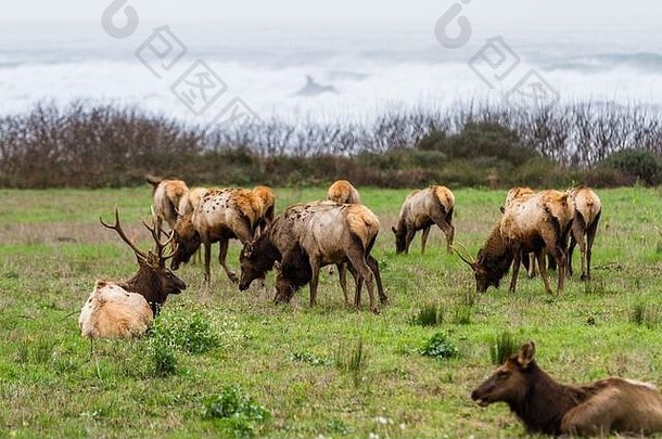 一月下旬，罗斯福麋鹿在加州北部海岸享受着一个宁静多云的日子，那里有一片清新的绿色牧场